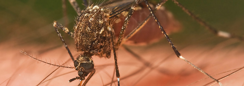 pest control services in Addis Ababa Ethiopia