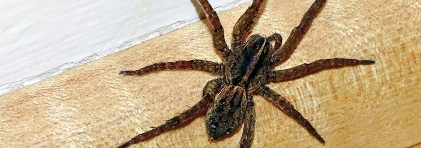 pest control services in Addis Ababa Ethiopia