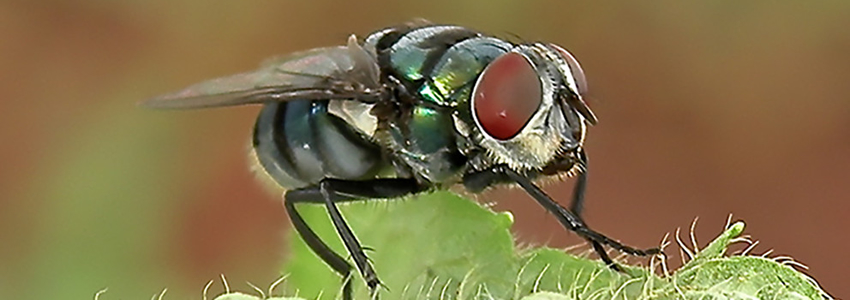 pest control services in Addis Ababa Ethiopia