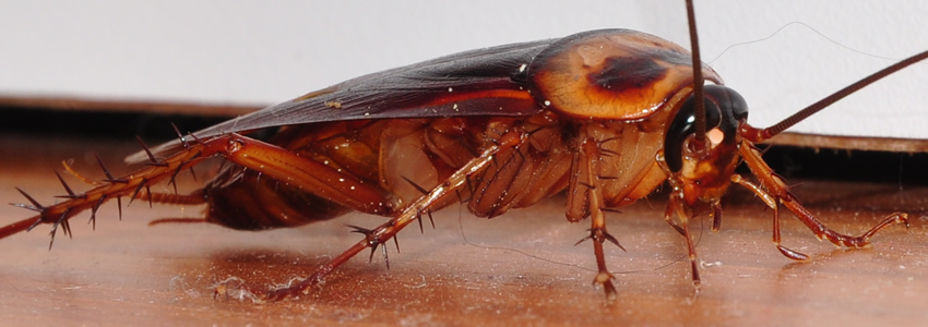 pest control services in Addis Ababa Ethiopia