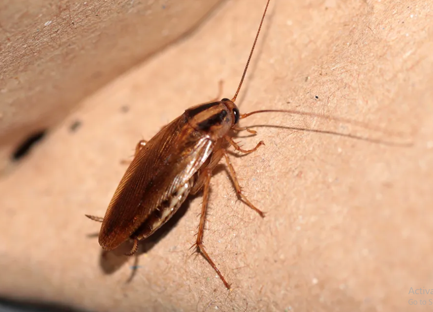 Termite treatment and control in Addis Ababa Ethiopia